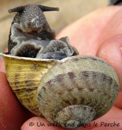 Les escargots du perche