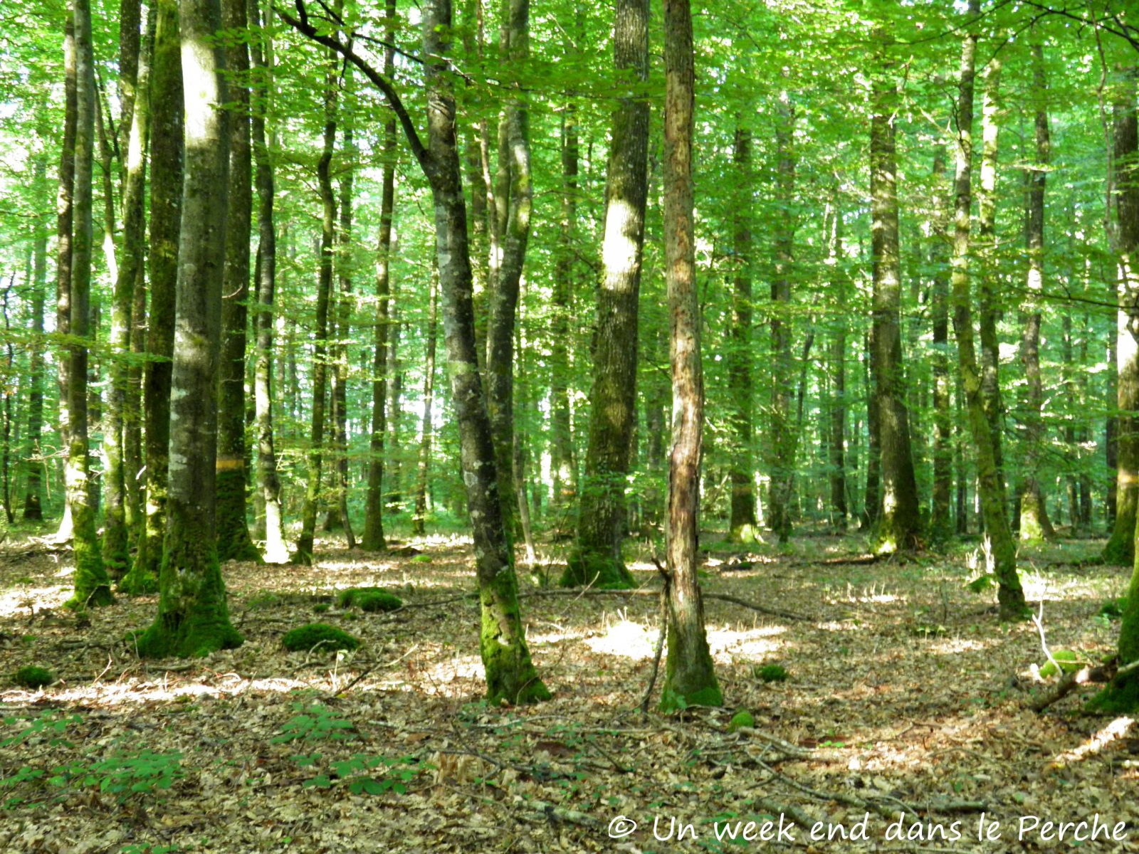 Courir dans le Perche : La Forestière Senonches Courir dans le Perche : La Forestière Senonches