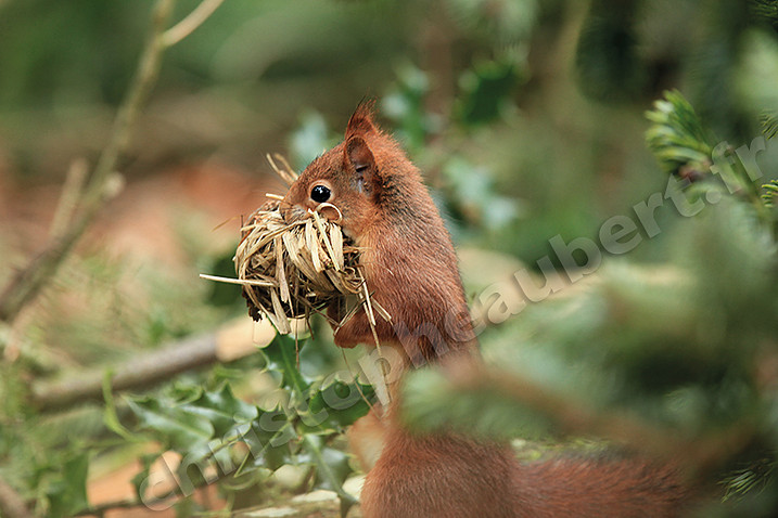 Christophe Aubert, photographe animalier du perche
